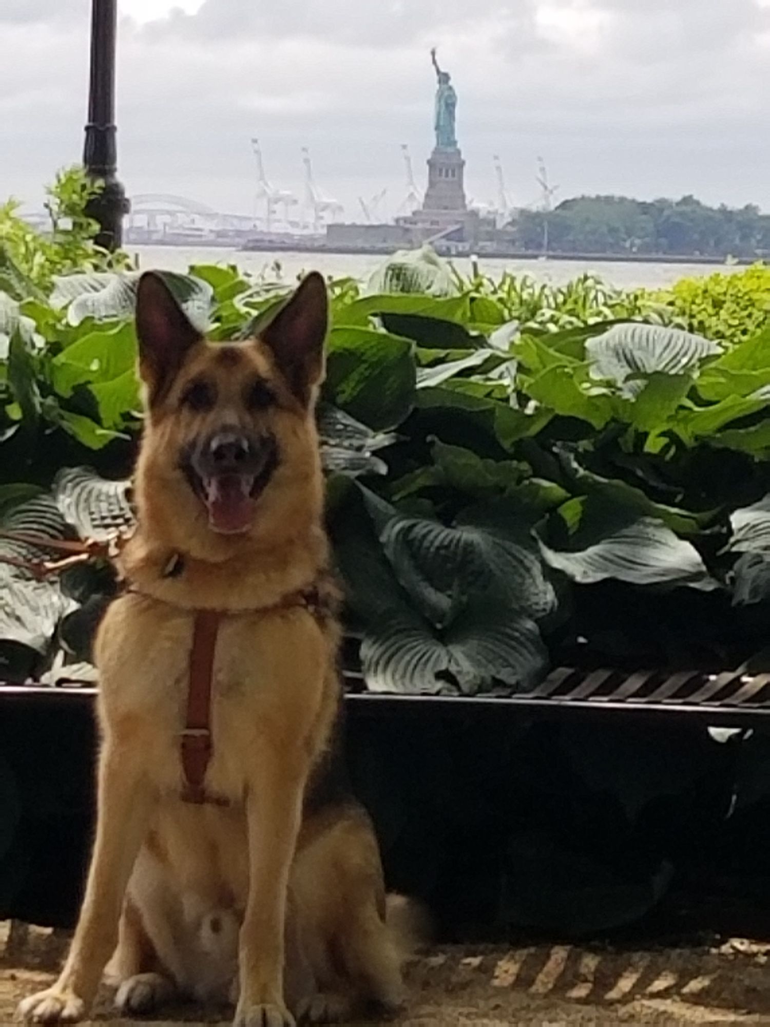 Image of Boomer, a large brown German Shephard, sitting in from the Statue of Liberty